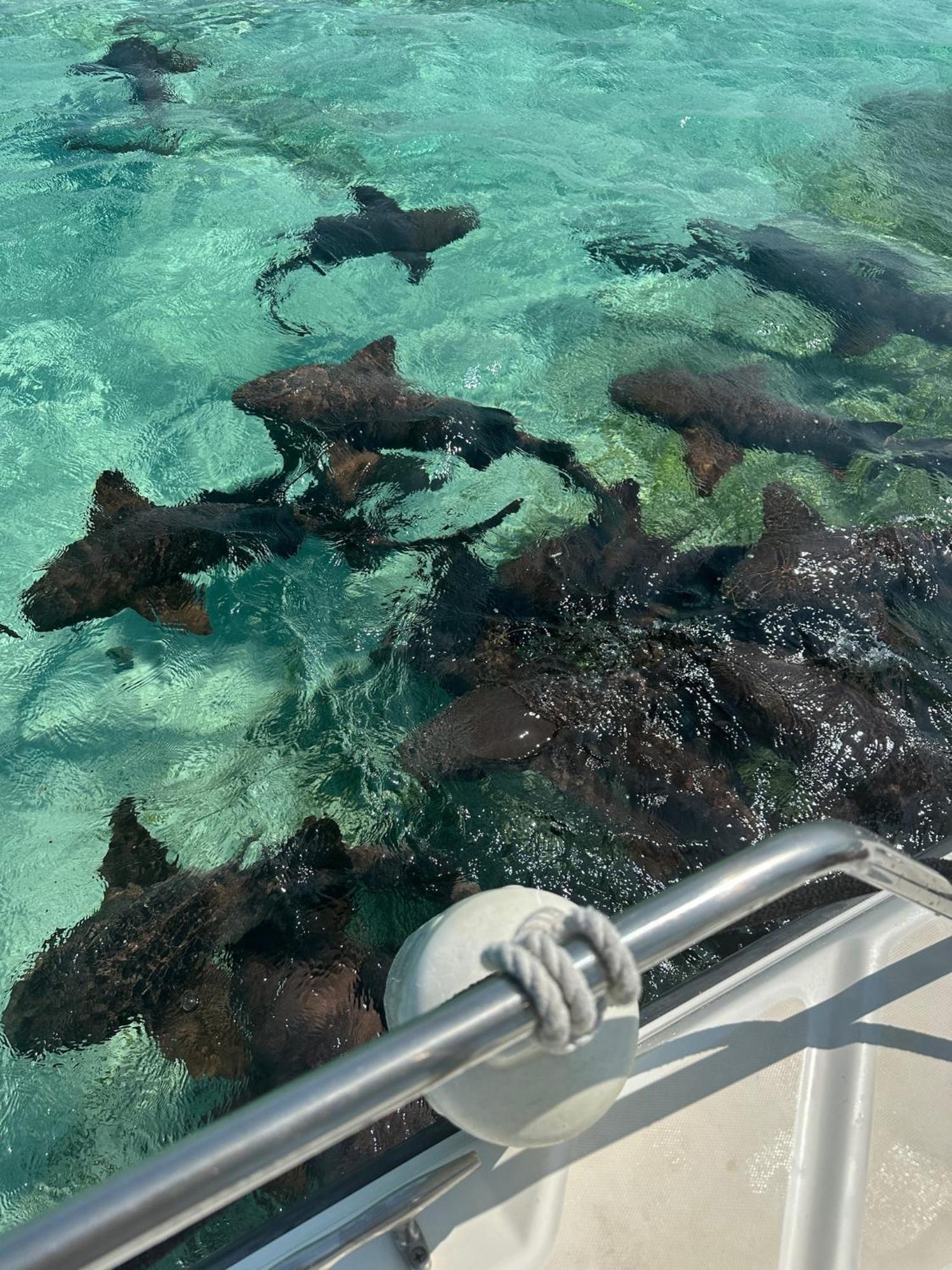 The Coral Casa Villa Caye Caulker Kültér fotó