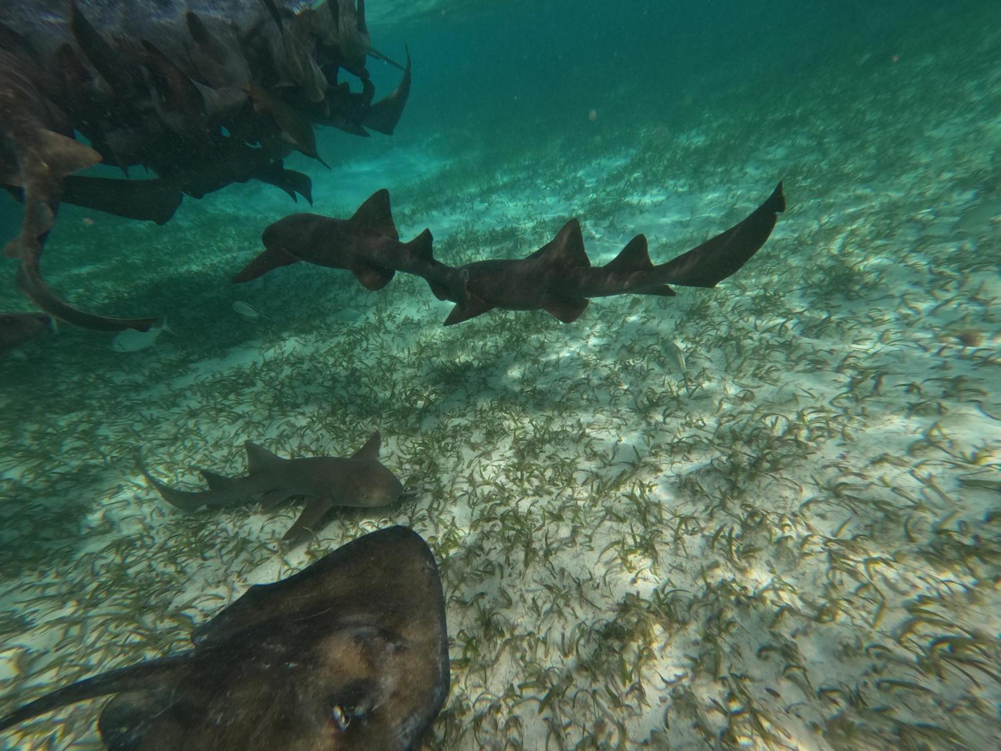 The Coral Casa Villa Caye Caulker Kültér fotó
